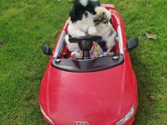 Pekińczyk Pekińczyki Nie Shih Tzu - 9