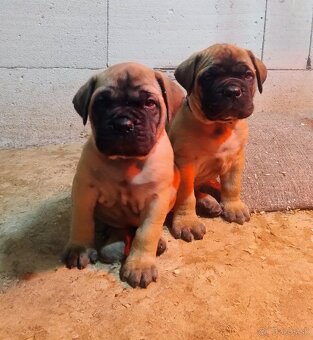 Bullmastiff - 9