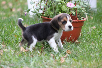 Beagle szczeniaczki ZKwP FCI po Championach - 9