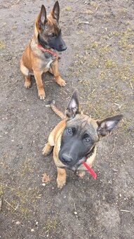 Owczarek belgijski - 9