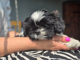 Pieski rasy Shih- tzu - 9