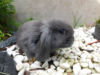 Niebieskie baranki mini lop - 9