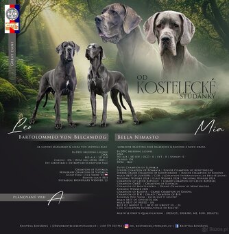 Niebieski dog niemiecki 💙🐾 o doskonałym rodowodzie - 9