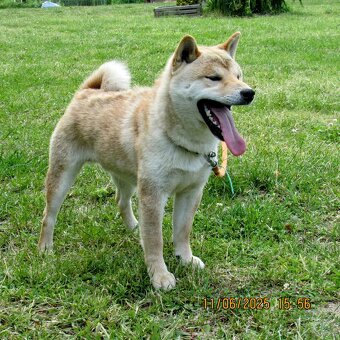 Shiba Inu, dziesięciomiesięczny, czerwony piesek - 9