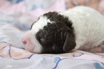 Hiszpański pies dowodny - z rodowodem FCI - 9