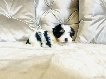 York Biewer - maleńki piękny chłopczyk. luxusowy. - 9