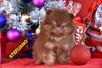 Pomeranian BOO – wygląd pluszowego misia, szpic pomerański - 9