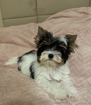 Suczka Biewer Yorkshire Terrier FCI / ZKwP - 9