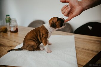 Szczenięta amstaff - 9