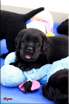 Labrador retriever czarne szczenięta - 9