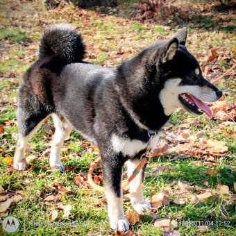 Shiba Inu, roczna suczka, czarna-podpalana - 9