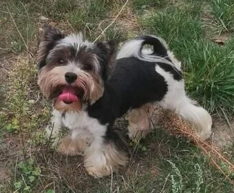 York Biewer - cudna suczka po sprawdzonych przodkach. - 9