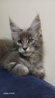 Maine coon FPL - 9