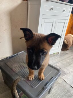 Owczarek belgijski - 9