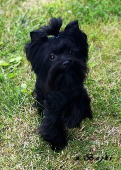 York Czekoladowa Barbi z Bajki. Dokumenty. Hodowla z Bajki. - 9