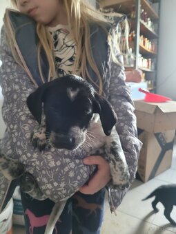 Szczeniaki wyżeł niemiecki - 9