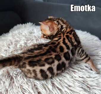 Kotka bengalskie z rodowodem - 9