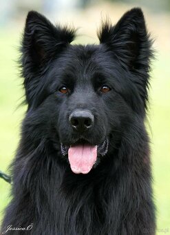 Owczarek niemiecki długowłosy czarny FCI - 9