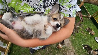 Kto pokocha szczenię Welsh Corgi? - 9