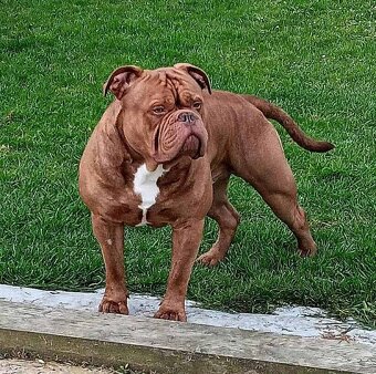 Buldog Staroangielski - Old English Bulldog - 9