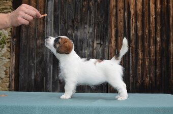 Jack Russell Terier  FCI s PP - 9