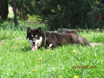 Shiba Inu, dziesięciomiesięczna suczka, czarna-podpalana - 9