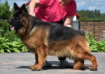 Owczarek niemiecki długowłosy ZKwP FCI - 9
