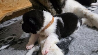 Akita amerykańska - 9