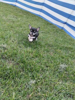 Chihuahua krótkowłosa - 9