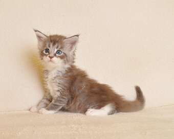 Śliczny kocurek Maine Coon - 9