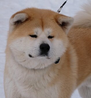 Akita Inu akita japońska szczenięta - 9