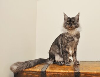 Przepiękna koteczka Maine Coon - 9