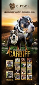 American bully xl - 9