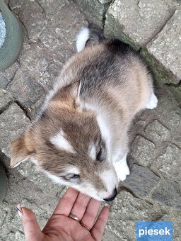 Szczeniaki Łajka zachodnio-syberyjska ZKwP FCI - 9