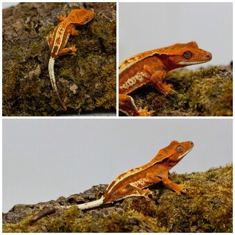 Gekony orzęsione (ciliatus) + akcesoria GeckoSVK - 9