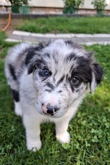 Border Collie czarno biała i Blue Merle - 9