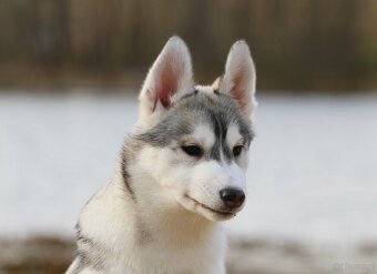 Siberian Husky ZKwP - 9