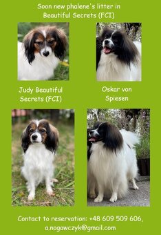 spaniel kontynentalny miniaturowy phalene (nie papillon) - 9