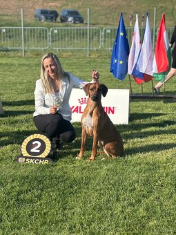 Rhodesian Ridgeback z rodowodem - 9