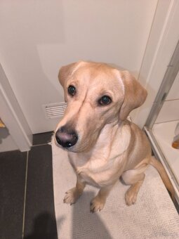 Labrador retriever - 9