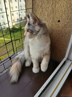Maine coon - 9