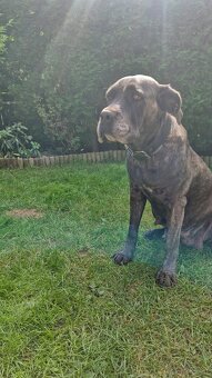 Cane Corso - Psy i suczki - do odbioru - z metrykami, ojciec - 9