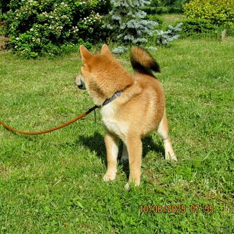 Shiba Inu - najstarszy w miocie czerwony piesek - 9