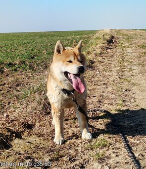 Shiba Inu - najstarszy w miocie czerwony piesek - 9