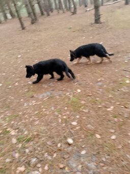 Owczarek niemiecki długowłosy - 9