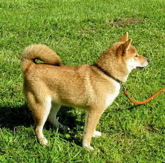 Shiba Inu czerwona, mała suczka o wielkim serduszku - 9