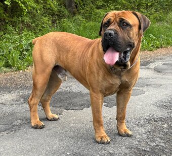 Boerboel - Szczeniak s rodowod FCI - 9