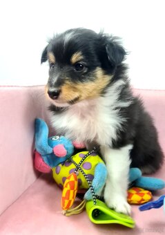 Owczarek szetlandzki sheltie - 9