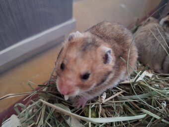 Chomiki Syryjskie 4 tygodniowe - 9