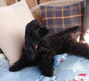 Cocker spaniel american/PP fci - 9